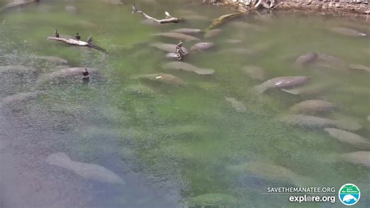 The chilly weather has lots of manatees seeking warm water today. Check out the view at Blue Spring State Park! In collaboration with @Explore.org and FL Park Services. - Blue Spring State Park, Florida | Save the Manatee Club