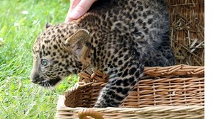 Berliner Tierpark: Java-Leopardenbaby verzückt Besucher