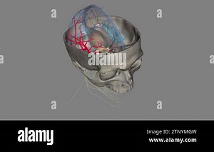 Middle cerebral artery. is the largest branch and the second terminal branch of internal carotid artery .