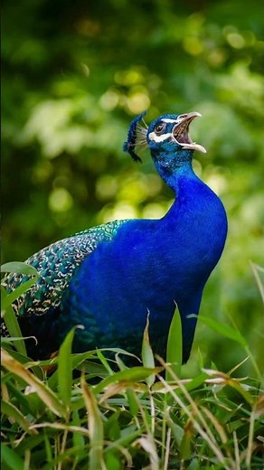 Peacock Sound in forest #Peacock #birds #shorts