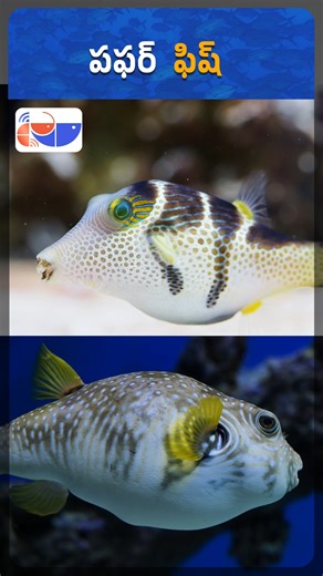 Fishery News Telugu on Instagram: "World’s Most Dangerous Fish – Puffer Fish | Fishery News Telugu #PufferFish #DeadlyFish #DangerousFish #FishFacts #OceanFacts #MarineLife #fisherynewstelugu"