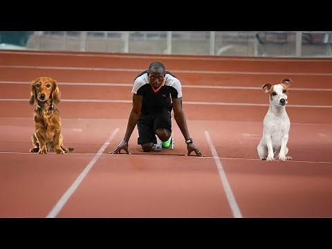 These 5 Dogs Can Run Faster Than Usain Bolt