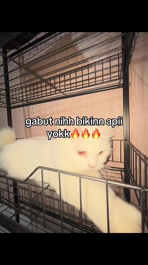 Panduan Membuat Streak API yang Efektif