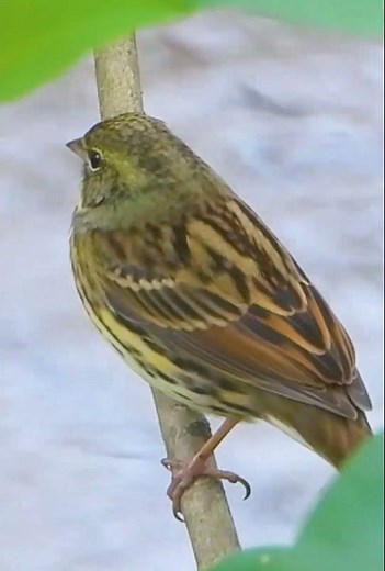【野鳥の鳴き声図鑑】アオジの地鳴き（メス）