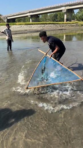 Giant Fish Push Net | Shapla fishing