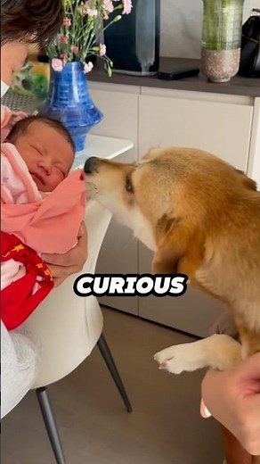 This dog's reaction to meeting newborn baby for the first time is precious 😂❤️