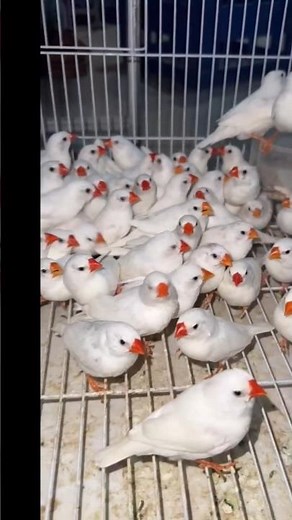 How to Identify Male and Female Zebra Finches | Quick Guide#zebrafinches #shorts