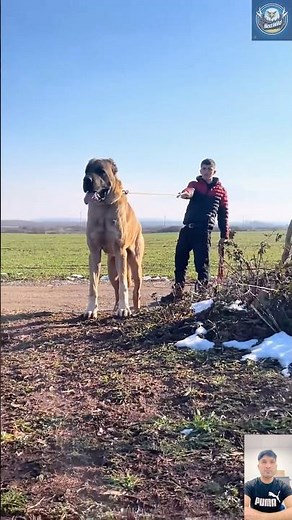 🔥 Kangal – The Wolf Slayer! Strongest Turkish Dog Ever! 🐺⚡