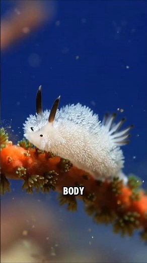 This Tiny Sea Bunny Is Actually a Sea Slug! 😱