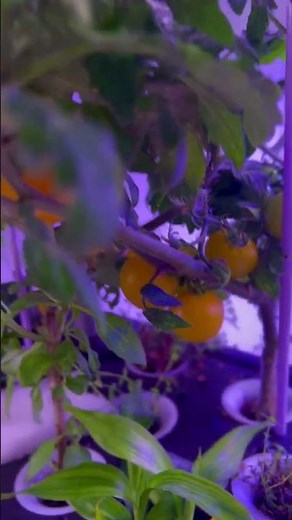 70 DAY vibrant and juicy cherry tomatoes🍅 grow indoors| NO SOILS BUT HYDROPONIC| Tutorial