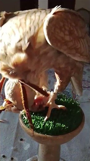 Savage Falcon Attacks Prey in the Desert 😱 | Real Hunting”