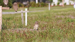 1st static shot of two young wild Burrowing Owls of Cape Coral, Florida, in their natural habitat of empty lots in a neighborhood. Owls look all around then one owl goes down into nest burrow.