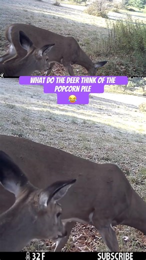 What do the Deer Think of the Popcorn Pile 😂 #trailcamera