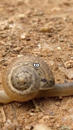 Snails Survive by Being Slow on Purpose | Did you know? #animals #animalfacts