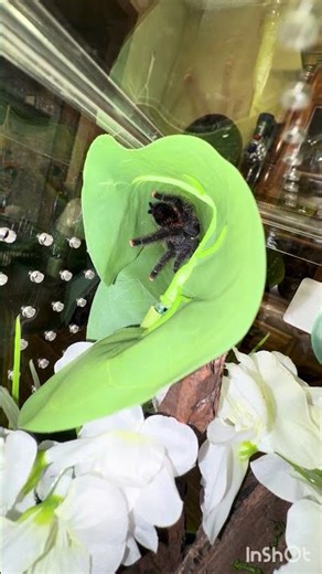 Cute tarantula does happy dance with cricket
