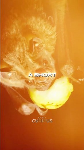 The World’s Smallest Mammal: The Tiny Bumblebee Bat 🦇🐝