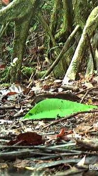 'Extinct' Bird Found Alive After 140 Years!