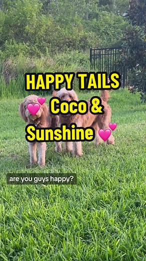 Heartwarming Update on Coco & Sunshine - From Rescue to Happy Home