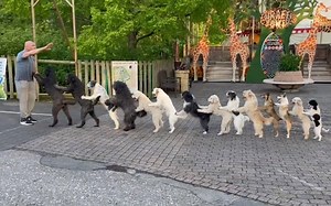 Viral Video: 14 Dogs Come Together For Longest Conga Line To Set Guiness World Records