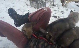 3.9K views · 204 reactions | How it is to play with the wolves? :D | Spirit Animal Collections | Facebook