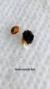 It Only Takes 18 Months To Grow Papaya From Papaya…So I Tried It I heard that you can grow your own papayas from store-bought papayas in just 18 months, and I didn’t believe it, so I tried it myself. And spoiler alert - what happened here was the ultimate proof on why you should grow your own plants from the seeds inside of fruit. I mean…why just buy a plant when you can grow it from scratch and make your backyard the coolest place in town….right? Well….to tell a story right, you gotta start fro