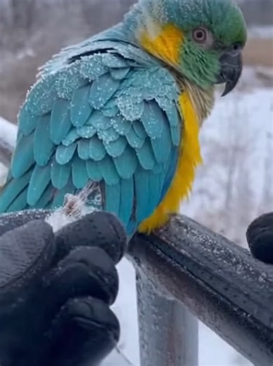 Frozen Alive: A Life-Saving Rescue Story