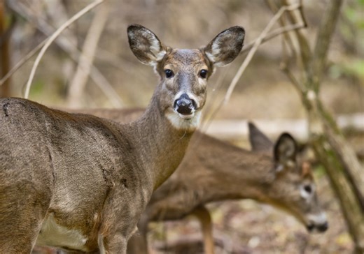 Pennsylvania deer hunting licenses to go on sale soon; Here’s how to get yours