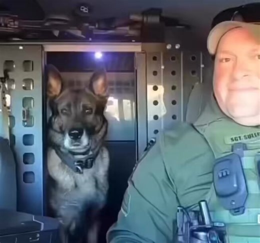 RT @Puppieslover: After nine years of service, police dog Indy heard his name called one last time before retirement. Please leave him a he…