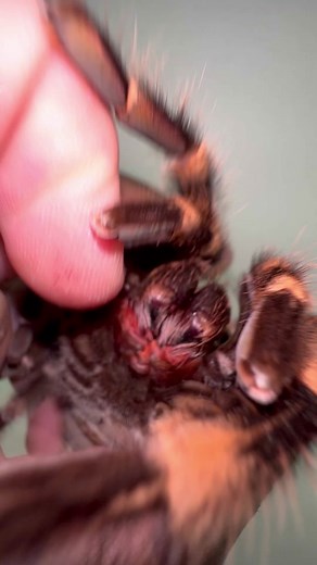 Female Mexican Redknee Tarantula Fangs Revealed