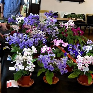 Some general shots of the BSS 2019 Streptocarpus Show held on Saturday 13th July... | British Streptocarpus Society