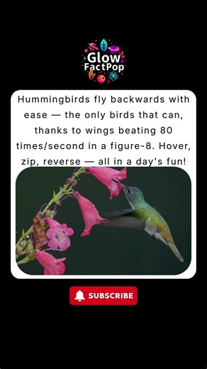 Hummingbirds: The Only Birds That Can Fly Backwards!