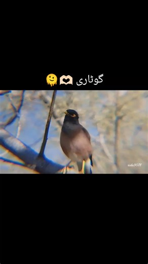 Explore Bagh, Azad Jammu Kashmir: A Scenic Delight