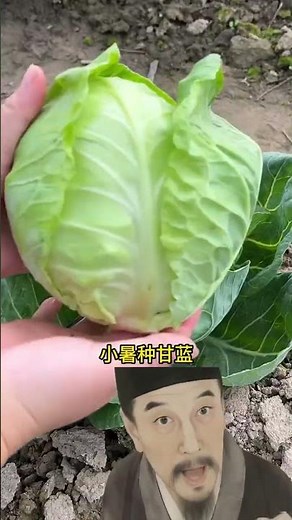 Top 5 Essential Tips for Successful Early Spring Vegetable Planting