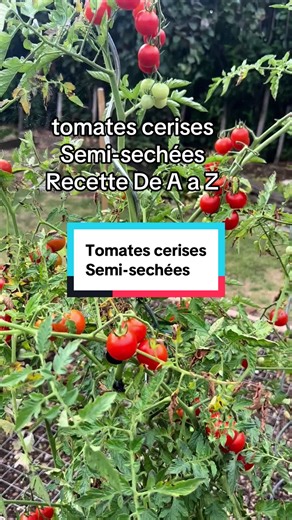 Recette tomates cerises : séchées au four