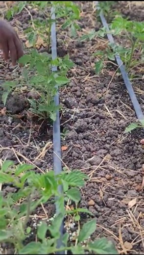 Tomatoes , ring type of fertilizer application for better result #farming #shorts
