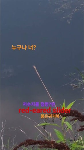 붉은귀거북#붉은귀거북#생태계교란종#퇴치대상#외래종#