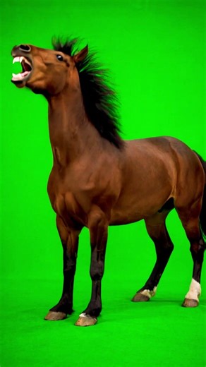 Crazy Horse Sound Effect on Green Screen | Wild Horse Neigh SFX