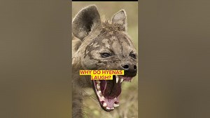 Laughing Hyenas Why do hyenas laugh? shorts