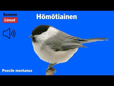 Hömötiainen - Poecile montanus - Willow Tit - talltita - POEMON