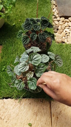Keep Your Peperomia Happy‼️ The Ultimate Watering Hack‼️ #satisfying #fyp
