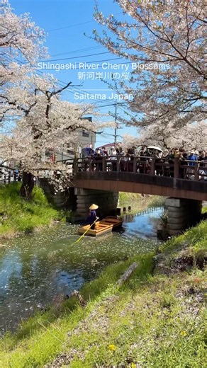 2026年、感動した春の絶景を紹介します！📍新河岸川の桜 📍権現堂桜堤 📍熊谷桜堤 📍三ツ池公園 📍吉見さくら堤公園