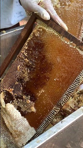 Uncapping Honey 🍯🐝 | First Step of Harvesting