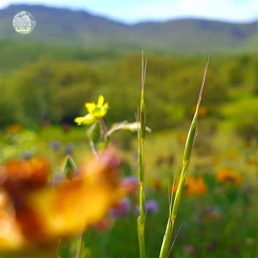 🌳🌼 Spring Sunny Day Ambience