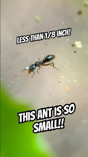 Look at this Tiny Ant on a Spider Web | Tinycosm 🐜 #NatureLovers