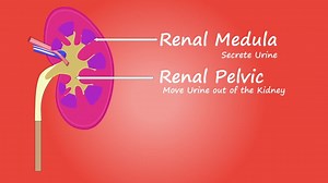 Kidney, Function, Health. Free Stock Video
