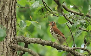 How to Identify a Wood Thrush