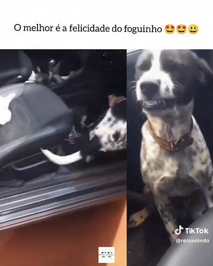 Cachorro Rindo: O Melhor Meme Engraçado do TikTok