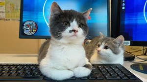 Des gendarmes sauvent des petits chats et les adoptent dans leur brigade