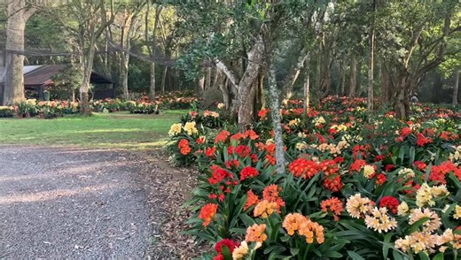 Beautiful Clivia Miniata Garden in South Africa