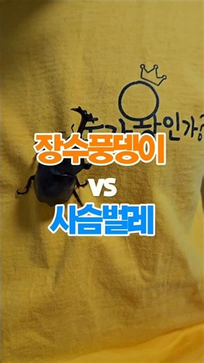 뿔의 장수풍뎅이 vs 턱의 사슴벌레 | 누가 왕인가? #insects